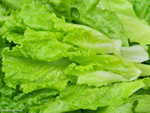 新鮮蔬菜和不新鮮蔬菜在營(yíng)養(yǎng)上有什么差別