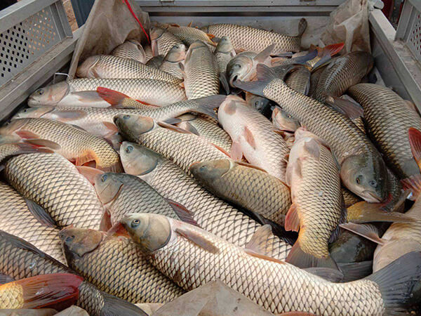 人和為您介紹什么魚(yú)適合孩子吃